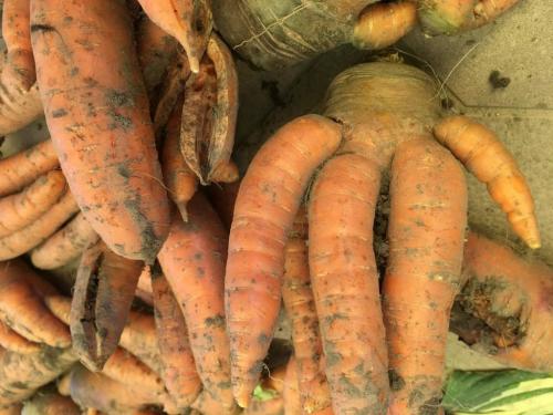 Какие последствия может иметь выбрасывание половиной моркови до весны. Прошлогодняя морковь в магазине — это позволительно или возмутительно?