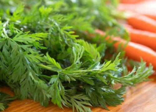 Как выбрасывание половиной моркови может помочь выживанию. Ботва моркови: можно ли её есть и главное –, как?