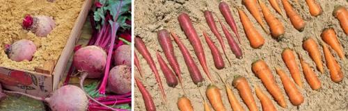 Как правильно убрать морковь и свеклу на зиму 02 Как правильно убрать морковь и свеклу на зиму 02