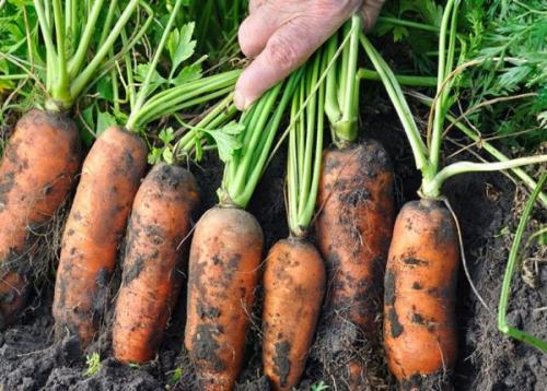 Какие факторы могут повлиять на выбор стратегии выживания у моркови. Как повысить урожайность моркови — все этапы от А до Я!!