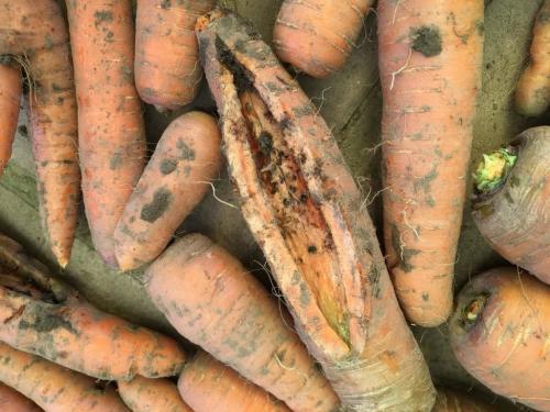 Какие последствия может иметь выбрасывание половиной моркови до весны. Прошлогодняя морковь в магазине — это позволительно или возмутительно?