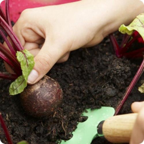 Как правильно убрать морковь и свеклу на зиму 01 Как правильно убрать морковь и свеклу на зиму 01