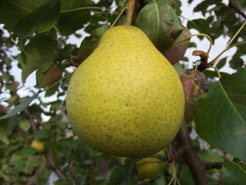 Осенние сорта груш в украине. 40 сортов груш по регионам c описанием и фото
