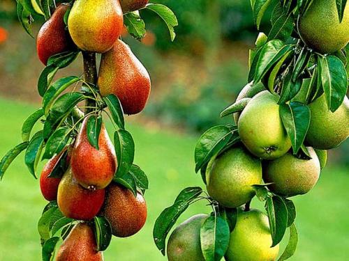Осенние сорта груш в украине. 40 сортов груш по регионам c описанием и фото