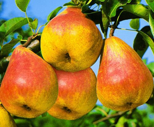 Осенние сорта груш в украине. 40 сортов груш по регионам c описанием и фото