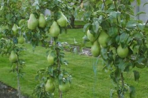 Сорта колоновидных груш. Характеристика дерева