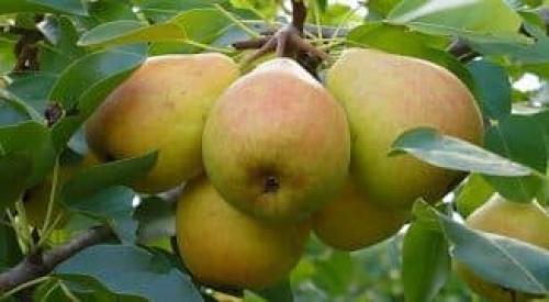 Сорта колоновидных груш. Характеристика дерева