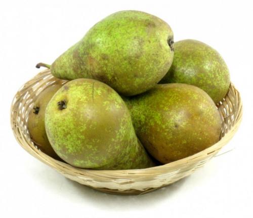 30 лучших сортов зимней груши. Общие свойства поздних сортов 08 30 лучших сортов зимней груши. Общие свойства поздних сортов 08