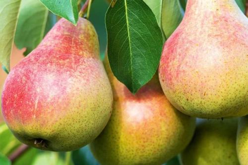 Осенние сорта груш в украине. 40 сортов груш по регионам c описанием и фото