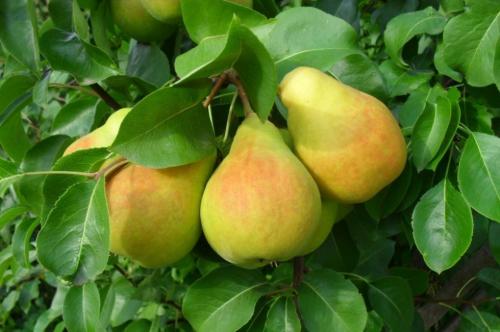 Самые вкусные сорта груш. Список лучших сортов