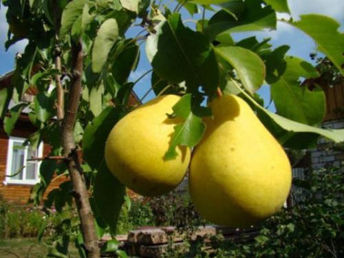 Лучшие сорта колоновидной груши для.. Летние