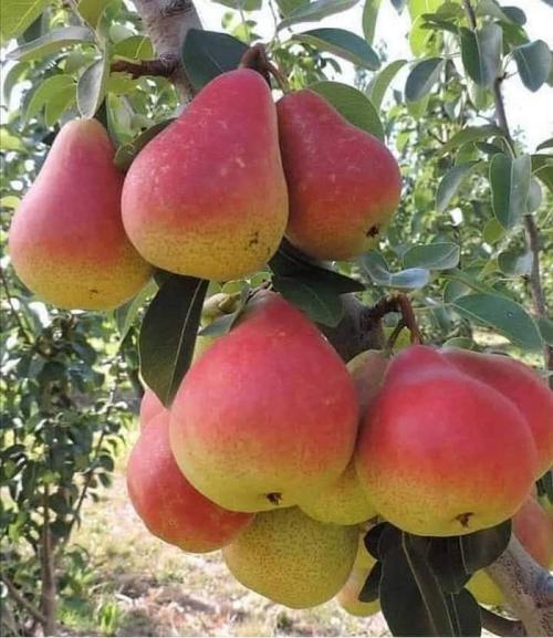 Бывают ли колоновидные груши. Колоновидные груши (20 фото) — лучшие сорта 2022 года