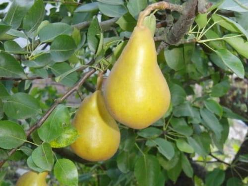 Груша колоновидная декора. Характеристика дерева