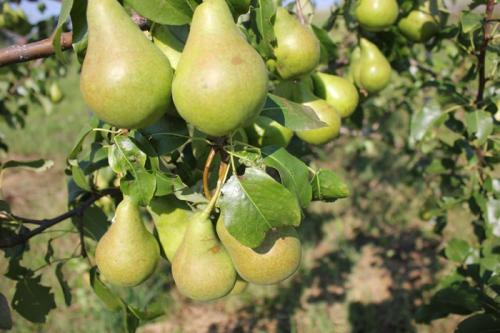 Самоопыляемые колоновидные груши. Колоновидные груши (20 фото) — лучшие сорта 2022 года