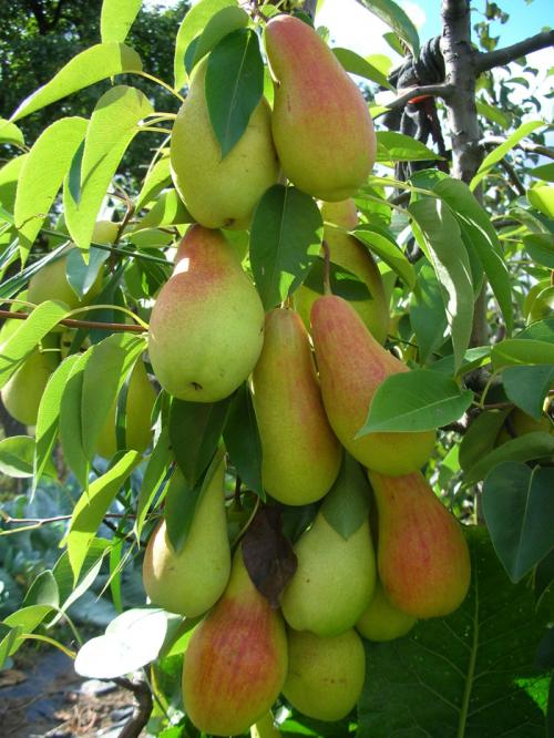 Бывают ли колоновидные груши. Колоновидные груши (20 фото) — лучшие сорта 2022 года