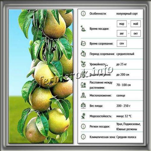 Груша колоновидная павловская. Достоинства и недостатки вида