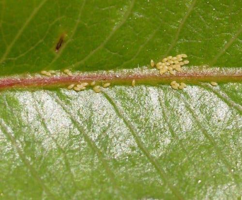 Груша колоновидная декора. Характеристика дерева