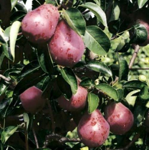 Лучшие сорта колоновидной груши для.. Летние