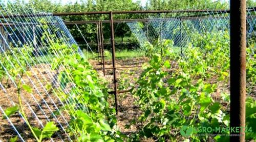 Как правильно ухаживать за виноградом: основные принципы и рекомендации 01 Как правильно ухаживать за виноградом: основные принципы и рекомендации 01