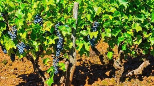Какие почвы наиболее подходящие для выращивания винограда. Посадка саженцев