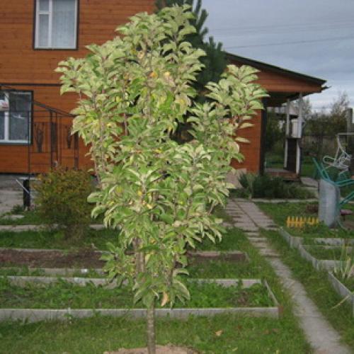 Колоновидные груши морозостойкие сорта. Описание колоновидной груши 02 Колоновидные груши морозостойкие сорта. Описание колоновидной груши 02