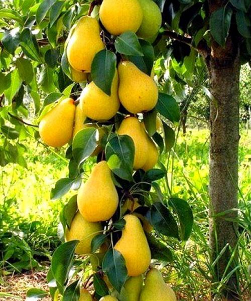 Лучшие сорта колоновидных груш для подмосковья. Колоновидные груши (20 фото) — лучшие сорта 2022 года