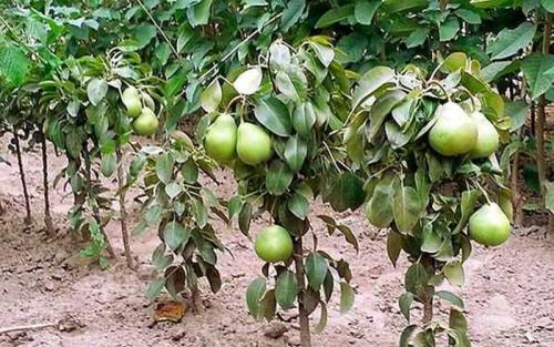 Лучшие сорта колоновидных груш для подмосковья. Колоновидные груши (20 фото) — лучшие сорта 2022 года