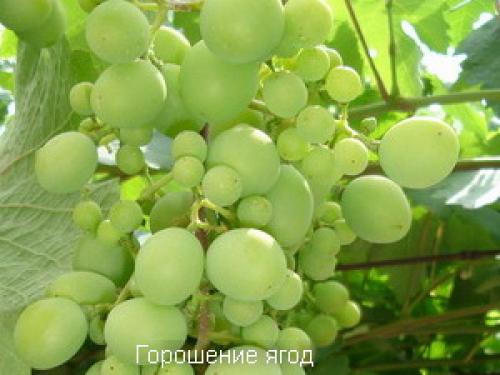 Схема обработки и ПОДКОРМКИ винограда: основные принципы и технологии 01 Схема обработки и ПОДКОРМКИ винограда: основные принципы и технологии 01