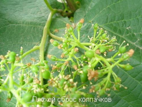 Какие технологии используются при обработке винограда по Схеме