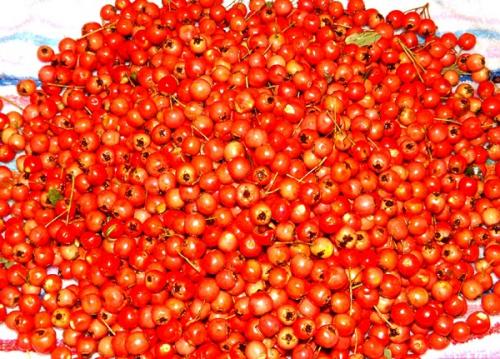 Как правильно засушить боярышник на зиму в домашних условиях. Тонкости мастерства: как сушить боярышник в домашних условиях 06