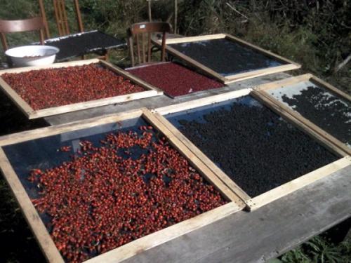 Как правильно засушить боярышник на зиму в домашних условиях. Тонкости мастерства: как сушить боярышник в домашних условиях 08