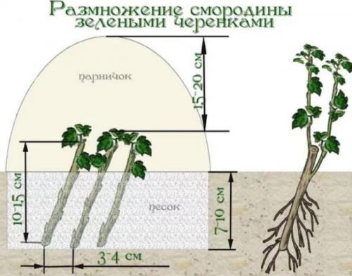 Размножение красной смородины черенками осенью. Как размножить смородину черенками