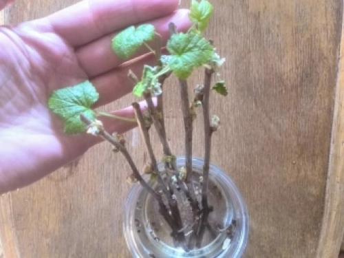 Как я размножаю черную смородину разными способами.. Способы, как размножать смородину черенками 16 Как я размножаю черную смородину разными способами.. Способы, как размножать смородину черенками 16