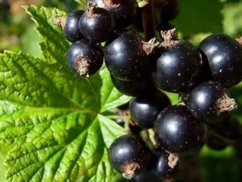 Как я размножаю черную смородину разными способами.. Способы, как размножать смородину черенками 02 Как я размножаю черную смородину разными способами.. Способы, как размножать смородину черенками 02