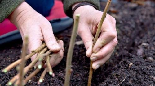 Как размножить черную смородину. Все о размножении смородины черенками