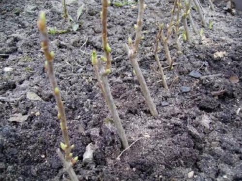 Как я размножаю черную смородину разными способами.. Способы, как размножать смородину черенками 14 Как я размножаю черную смородину разными способами.. Способы, как размножать смородину черенками 14