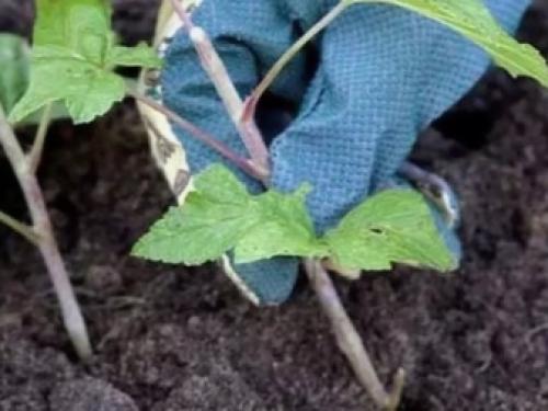 Как я размножаю черную смородину разными способами.. Способы, как размножать смородину черенками 13 Как я размножаю черную смородину разными способами.. Способы, как размножать смородину черенками 13