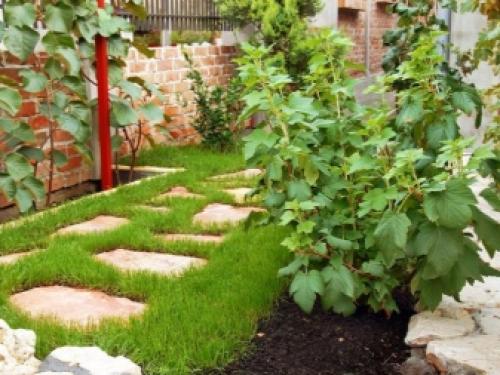 Как я размножаю черную смородину разными способами.. Способы, как размножать смородину черенками 03 Как я размножаю черную смородину разными способами.. Способы, как размножать смородину черенками 03