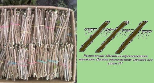 Размножение красной смородины черенками осенью. Как размножить смородину черенками