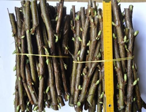 Как я размножаю черную смородину разными способами.. Способы, как размножать смородину черенками 12 Как я размножаю черную смородину разными способами.. Способы, как размножать смородину черенками 12