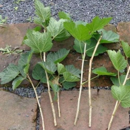 Как я размножаю черную смородину разными способами.. Способы, как размножать смородину черенками 05 Как я размножаю черную смородину разными способами.. Способы, как размножать смородину черенками 05