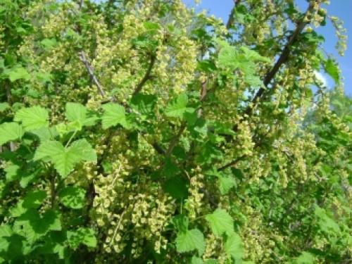 Как самому размножить красную или белую смородину. Как можно размножить смородину? 06