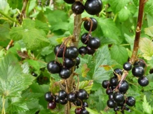 Как самому размножить красную или белую смородину. Как можно размножить смородину? 17