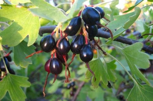 Соседи белой смородины. Соседи смородины на участке, что можно и нельзя сажать рядом