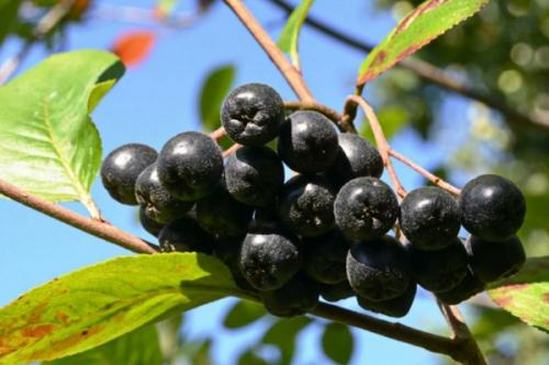 Соседи белой смородины. Соседи смородины на участке, что можно и нельзя сажать рядом