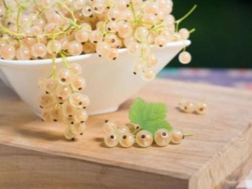 Как самому размножить красную или белую смородину. Как можно размножить смородину? 05