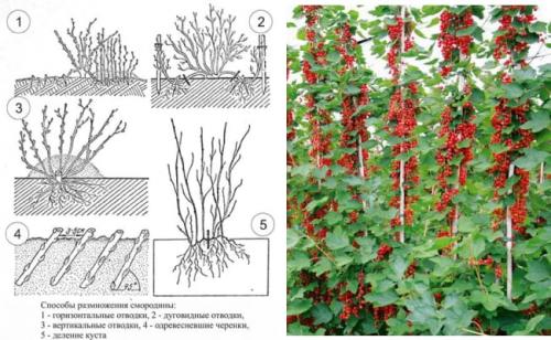 Размножение красной смородины черенками в воде. Как размножить красную смородину