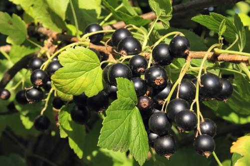 Соседи белой смородины. Соседи смородины на участке, что можно и нельзя сажать рядом