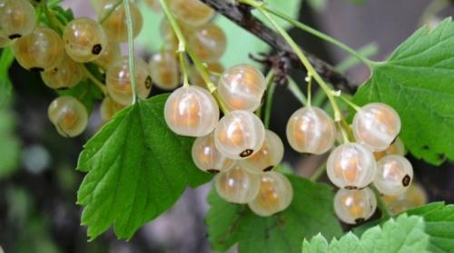 Посадка белой смородины. Все о белой смородине