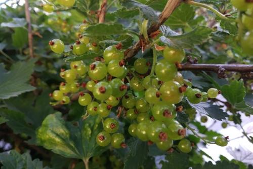 Соседи белой смородины. Соседи смородины на участке, что можно и нельзя сажать рядом